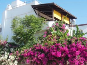 bodrum-evleri.
